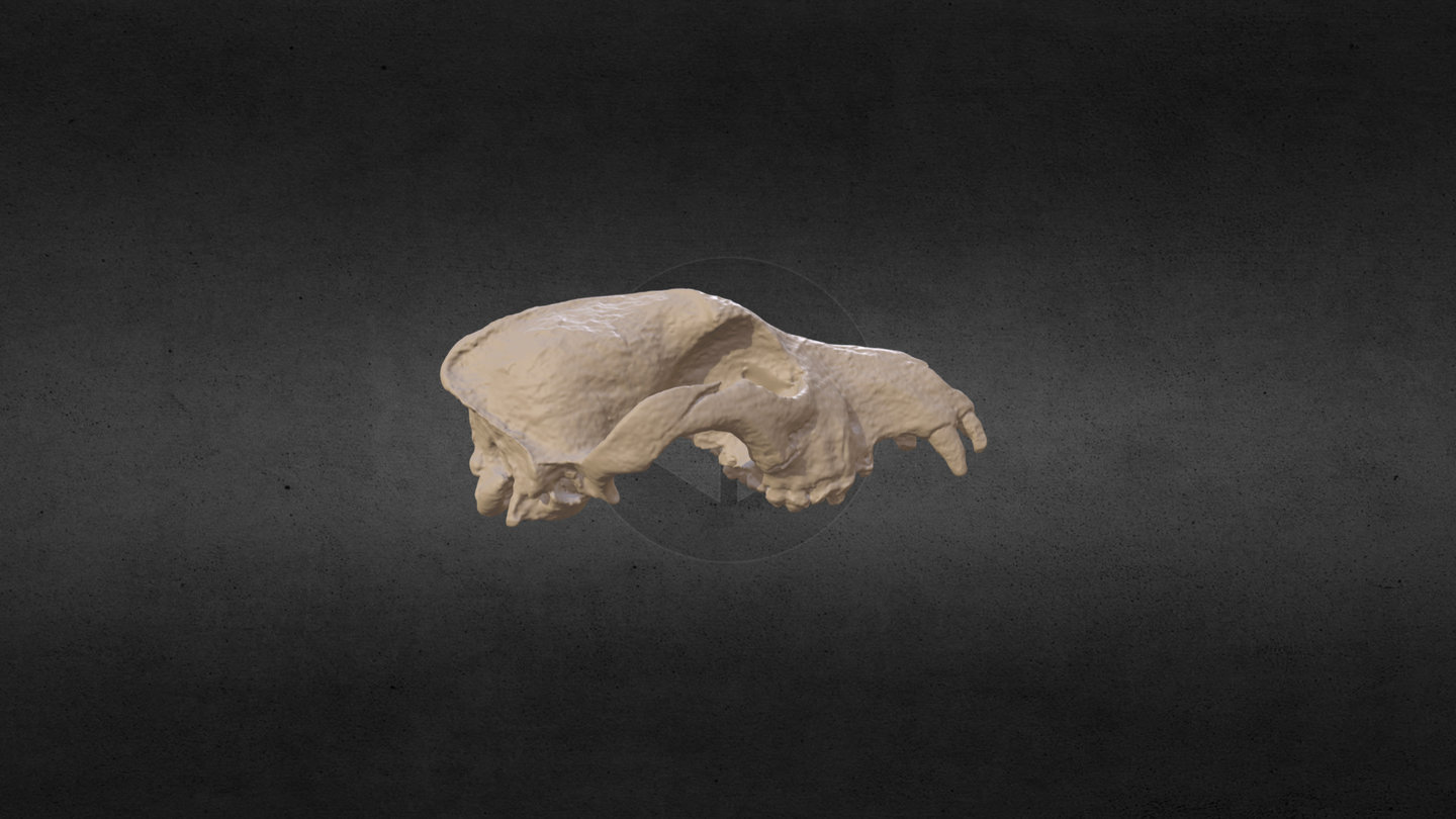Dog Skull from Dionisio Point