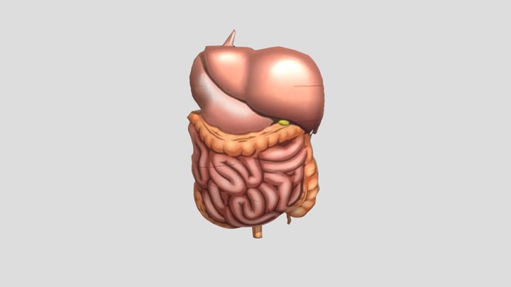 Organ Dalam Manusia 3D Model