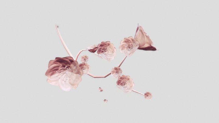 Cherry Blossom 3D Model