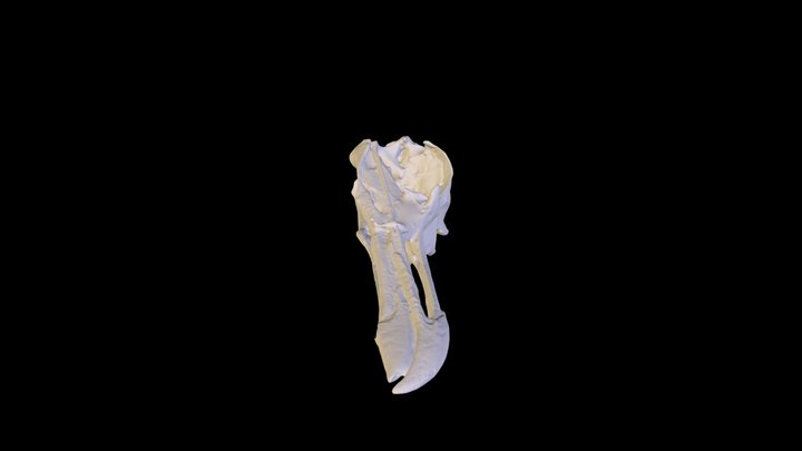 Heller Skull Tutorial 3D Model