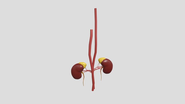 kidney 3D Model