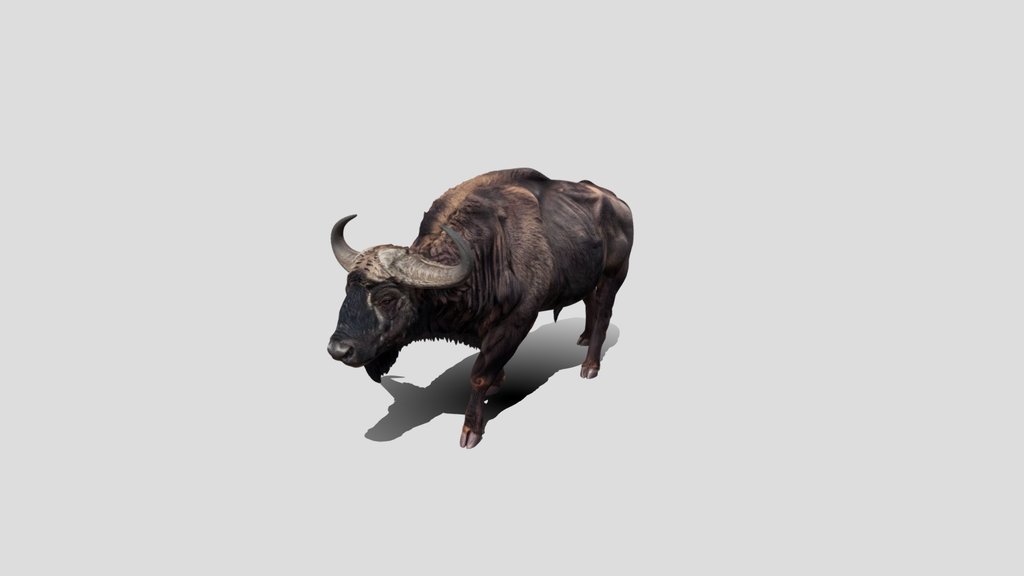 Shaggy Bison 3D Model Free