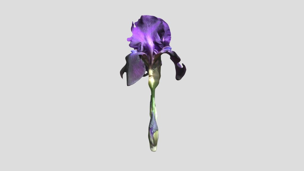 Bearded Iris