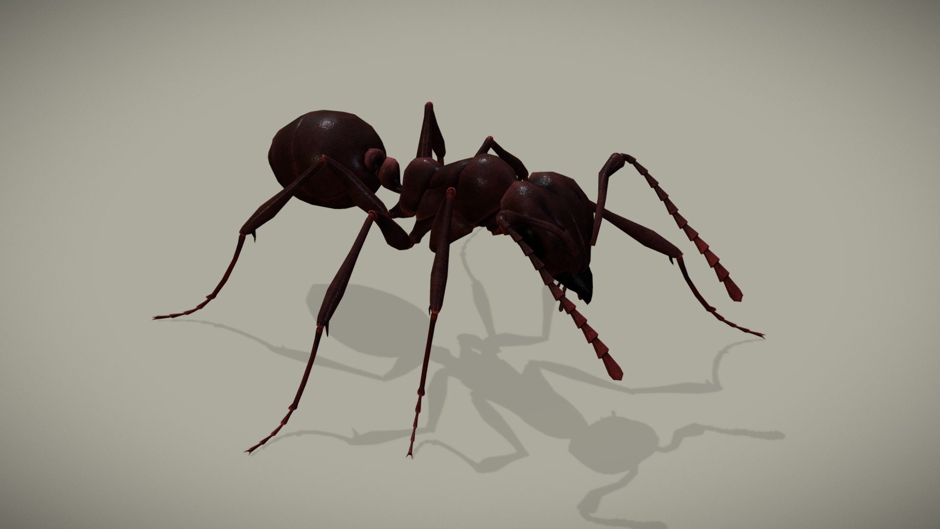 3D model Ant - This is a 3D model of the Ant. The 3D model is about a close up of a bug.