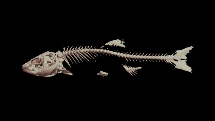 タカハヤ 🐟 CT scan 🦴 ♀ Amur Minnow – Free 3D Model STL