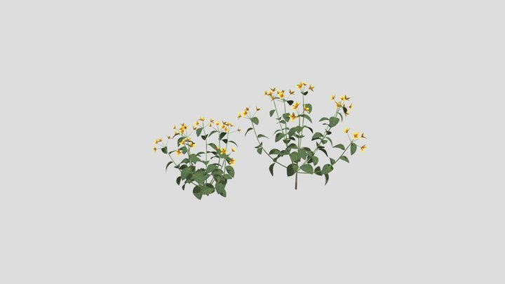 laos Weigela 3D Model