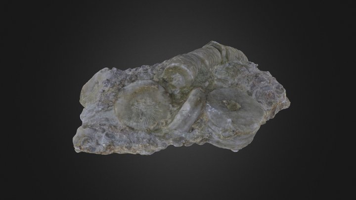 Crinoid stem segments (PRI 76734) – Modelo 3D gratuito STL