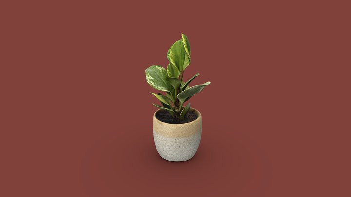 Peperomia Obtusifolia (Pepper Face Plant) 3D Model
