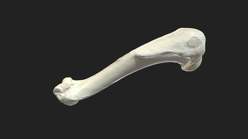 humerus (humerus) dog