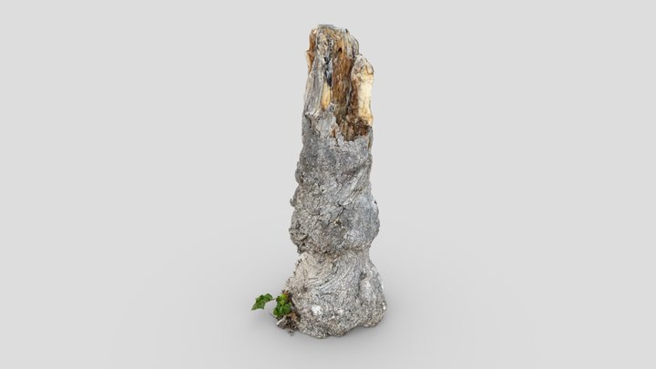 Broken wood trunk 3D Model