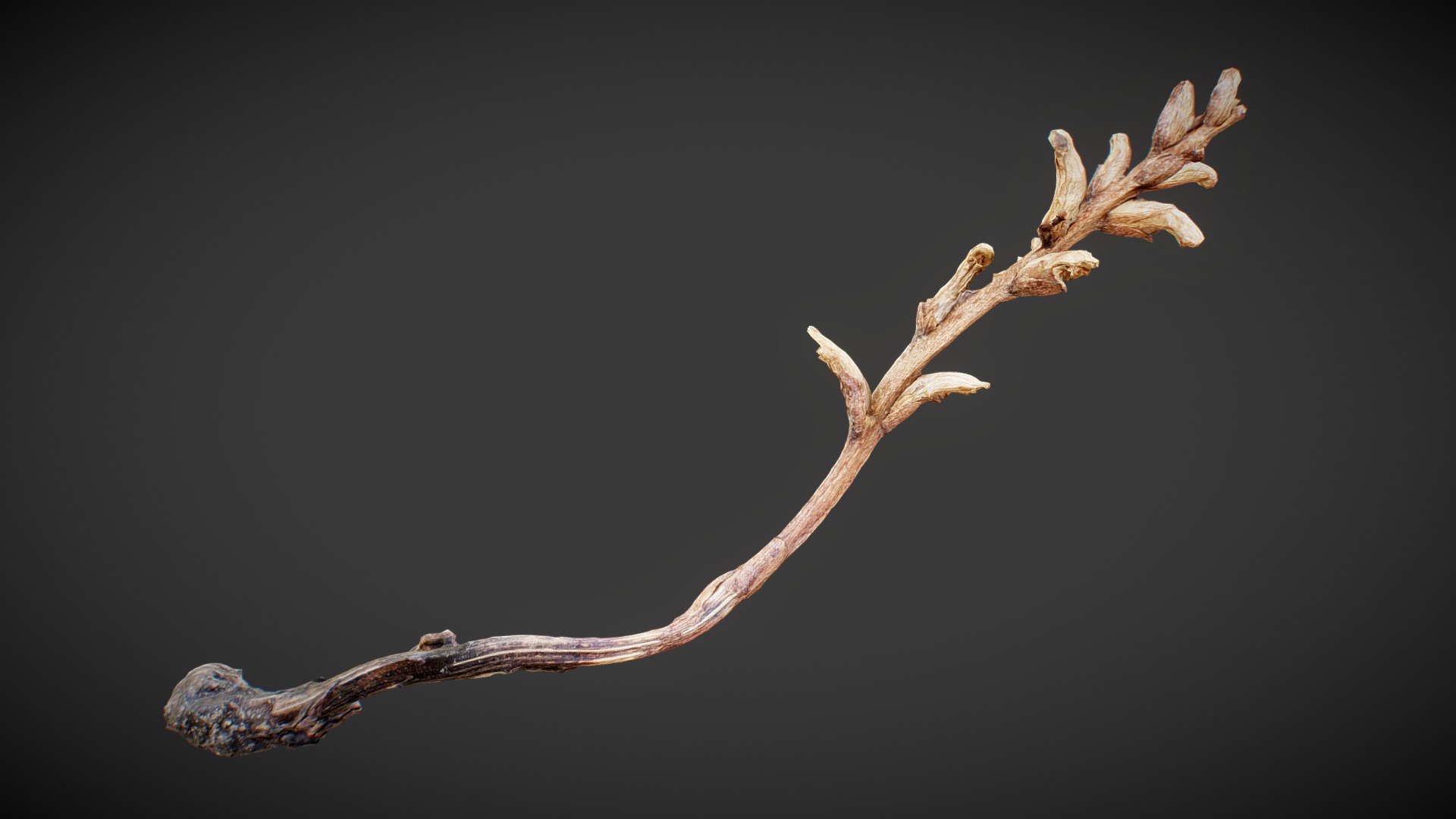3D model Dried-plant 01 - This is a 3D model of the Dried-plant 01. The 3D model is about a branch with a bud.