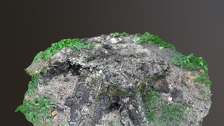 Tree stump 3D Model