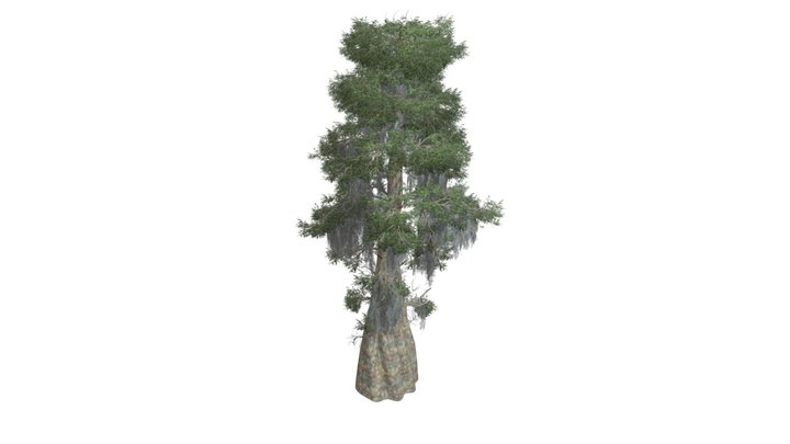 Bald Cypress Tree #06 3D Model