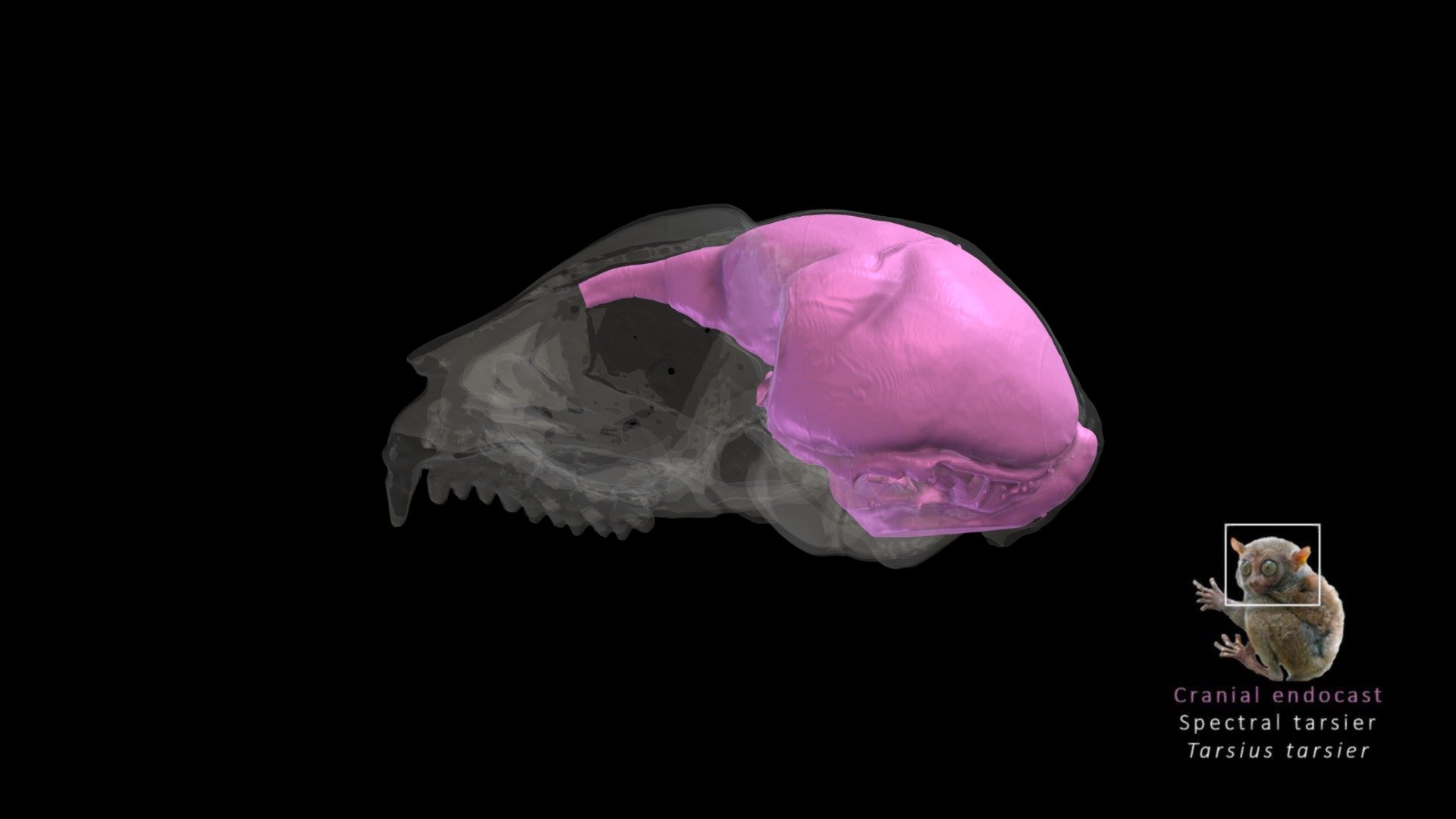 Tarsier Brain Endocast - 3D model by Blackburn Lab (@ufherps) [7e82001 ...