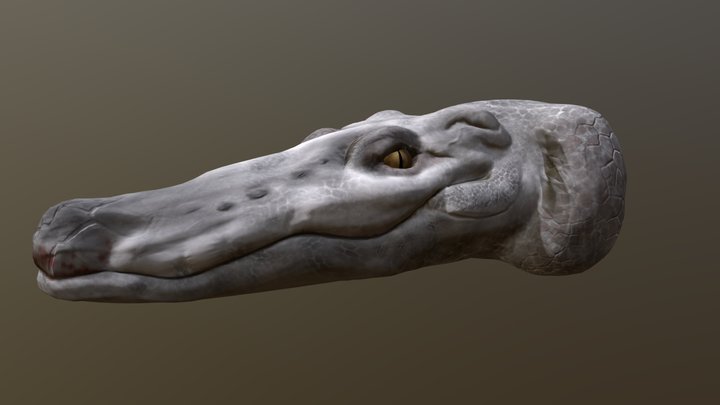 Crocodile Head 3D Model