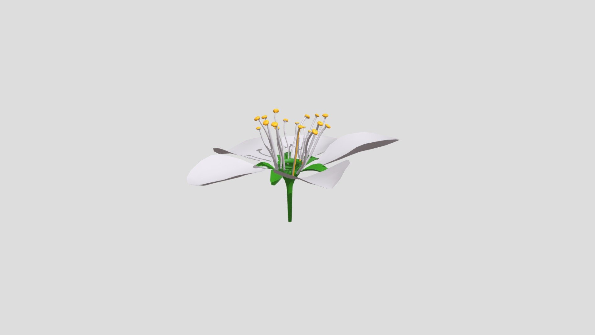 Flower Fruit Tree