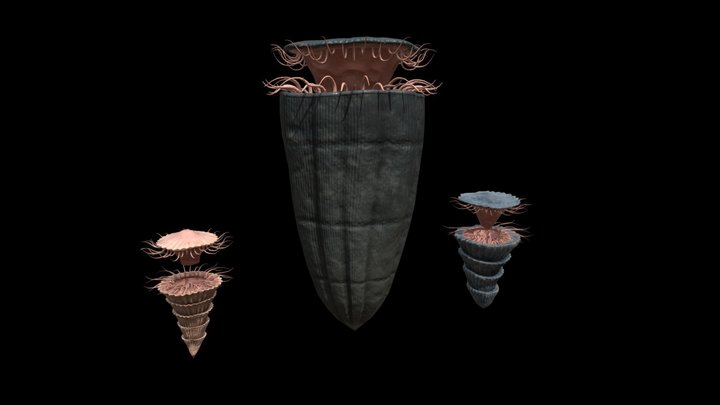 Rudists 3D Model