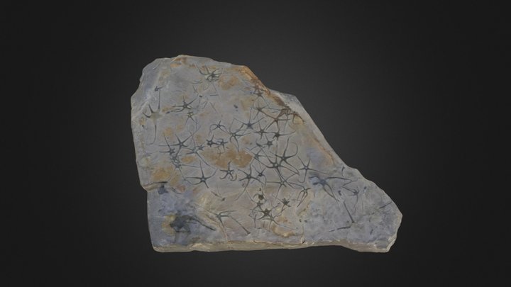 Brittle stars: Ophiopinna elegans (PRI 76732) – Modelo 3D gratuito STL