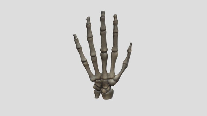3d bone of hand 3D Model