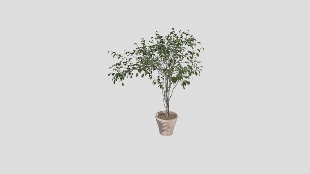 Plant