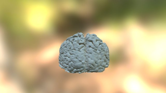 Top Of Brain 09 3D Model