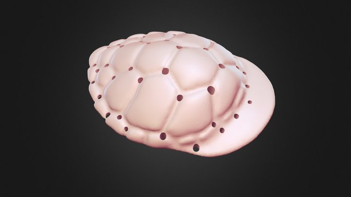 Turtle Cap Vacuum Mold 3D Model
