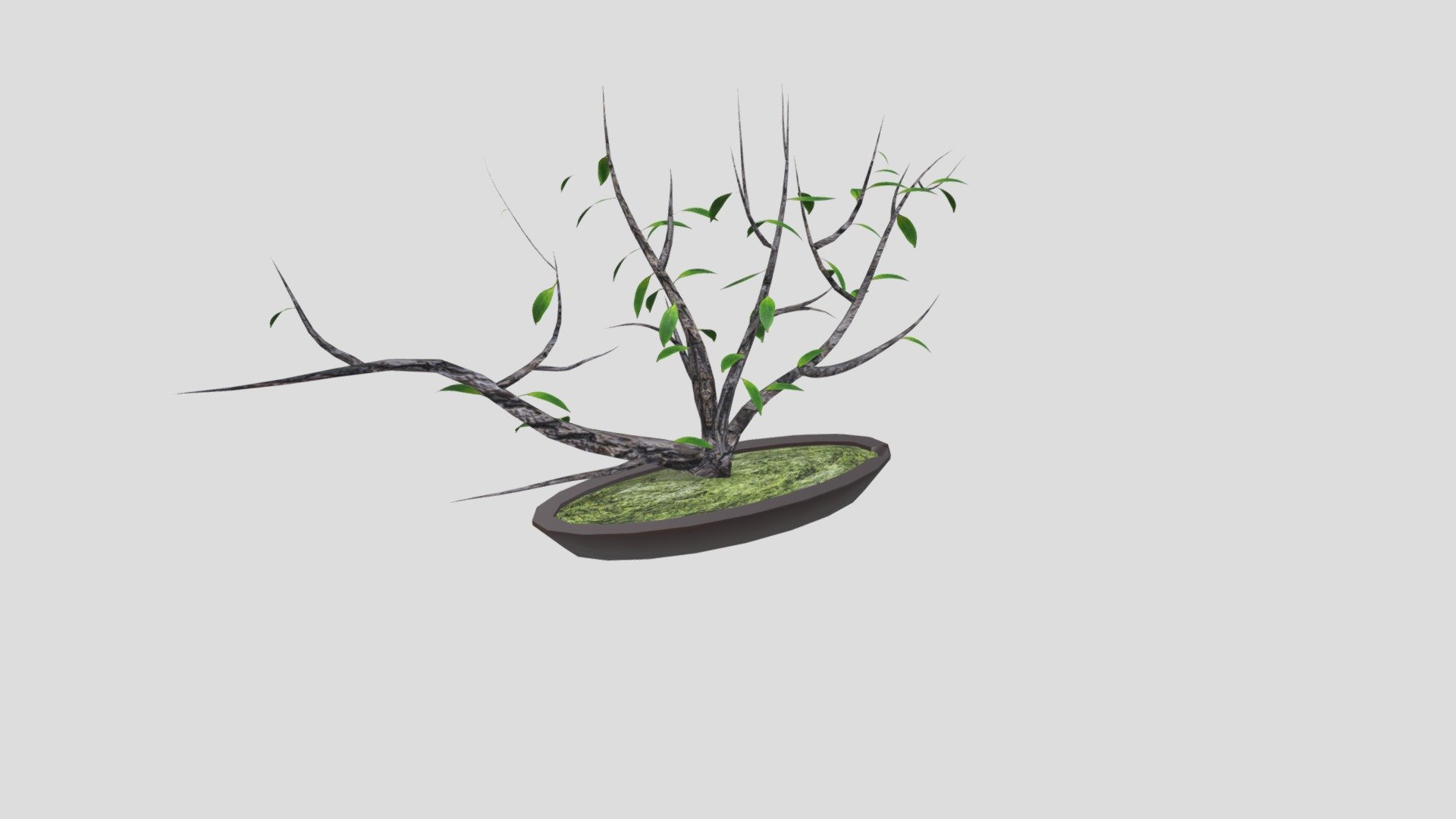 Week 8 PLANT