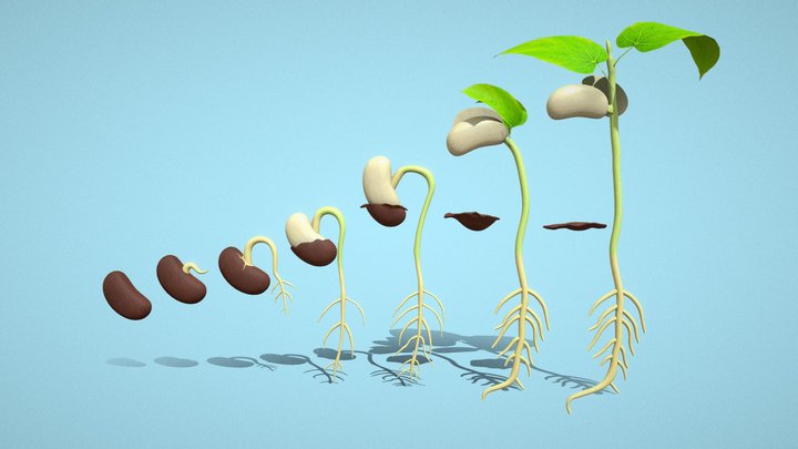 Seed Germination 3D Model