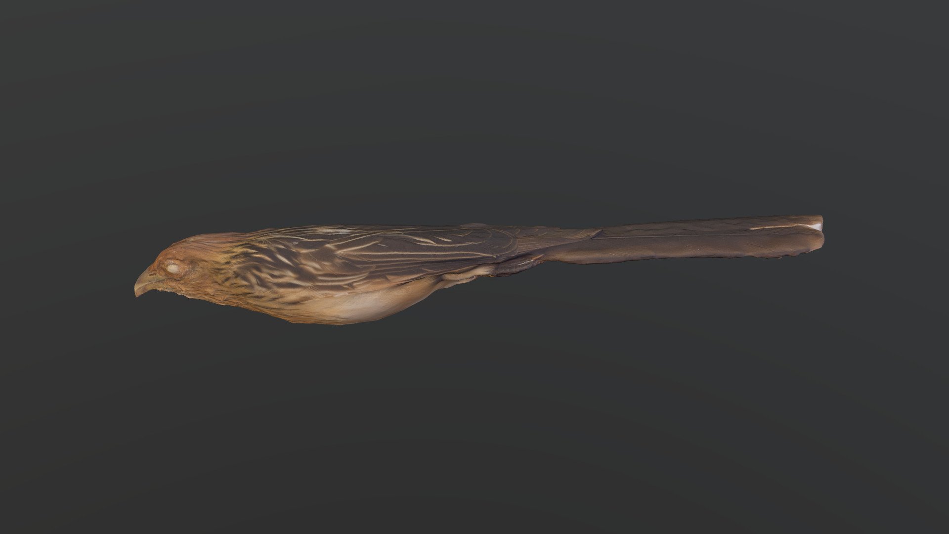 Guira Cuckoo - Guira guira