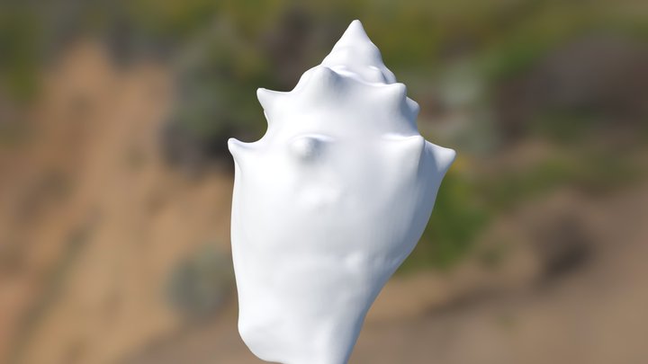 white shell 360 3D Model