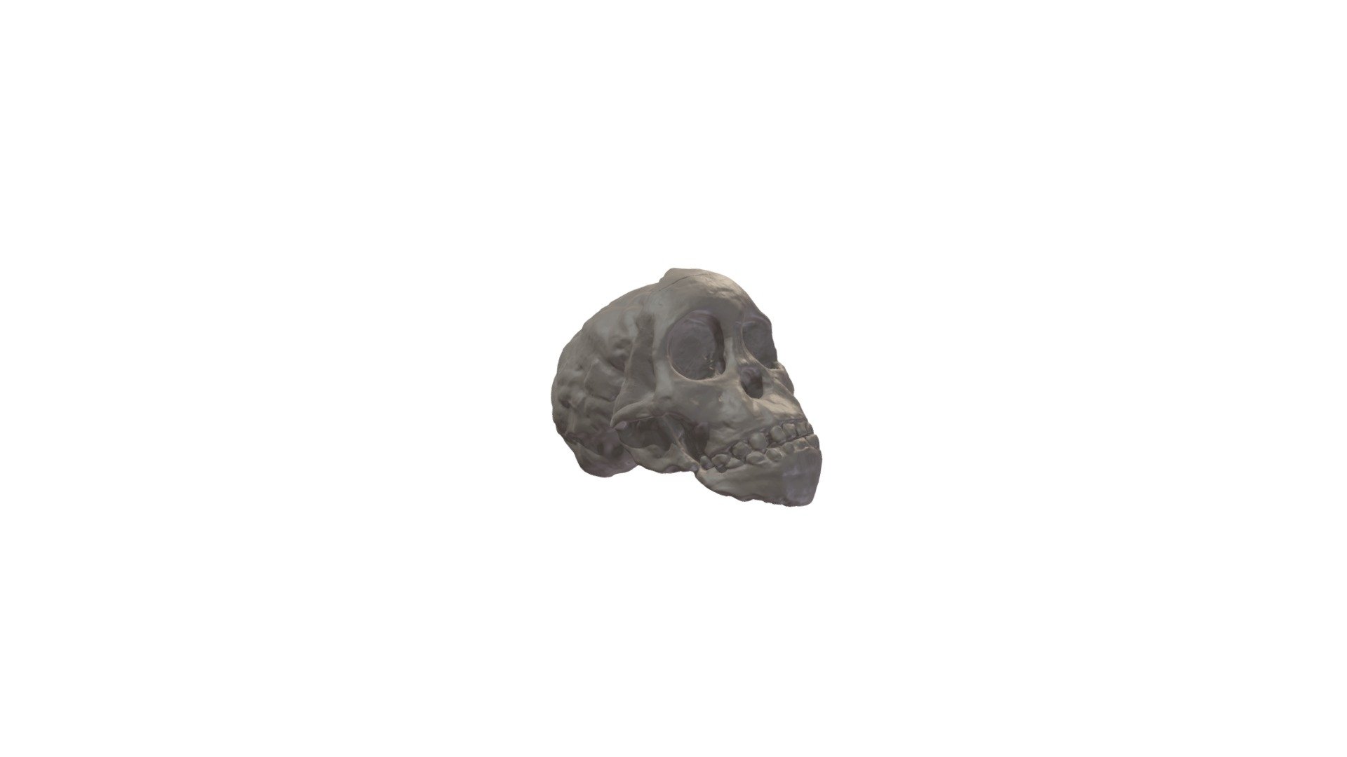 Specimen A4 Download Free 3D model by GW Anthropology Laboratories