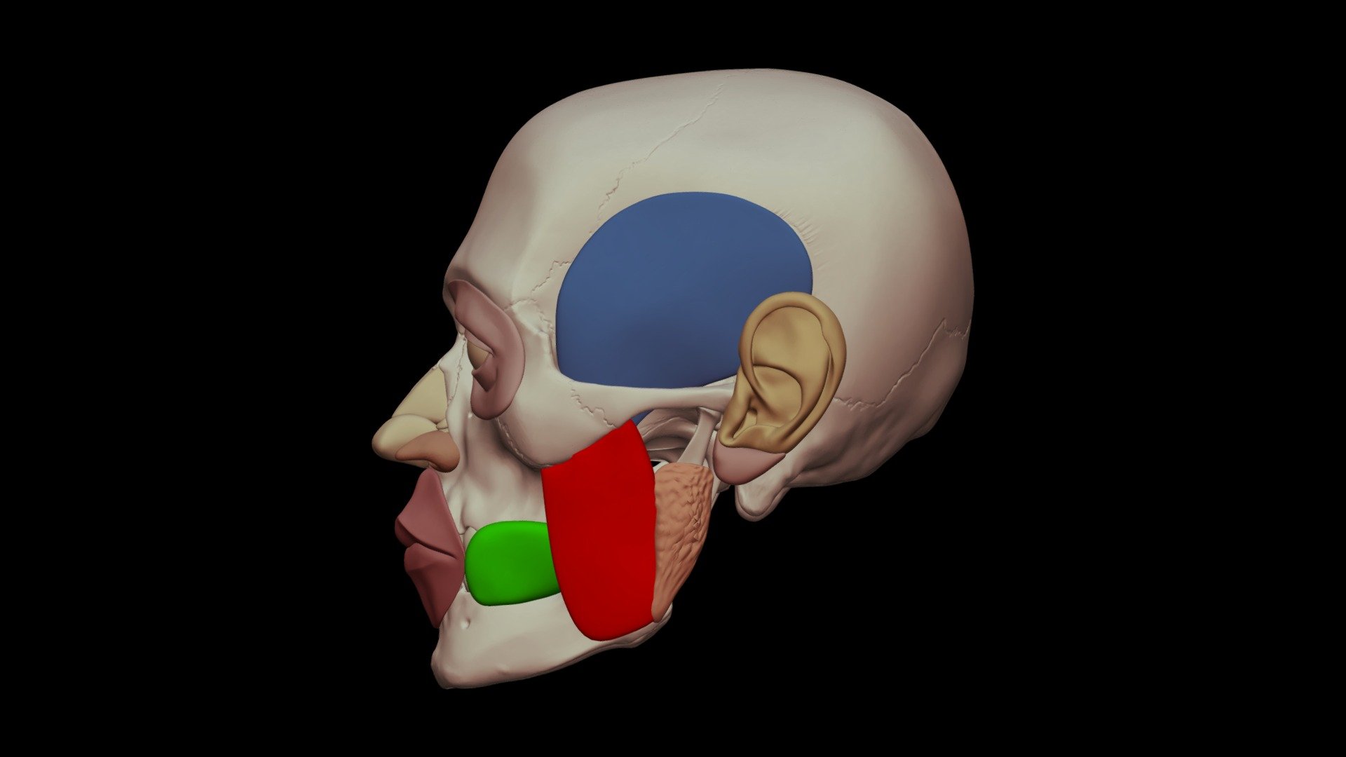 Orbicularis Muscles - 3D model by Digital Ecorche Massing Models ...