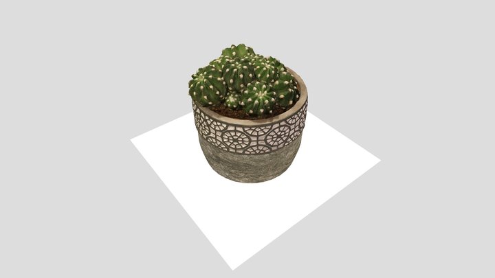 Cactus Echinopsis subdenudata 3D Model