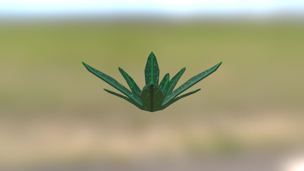 Aloe Vera