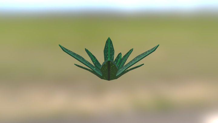 Aloe Vera 3D Model