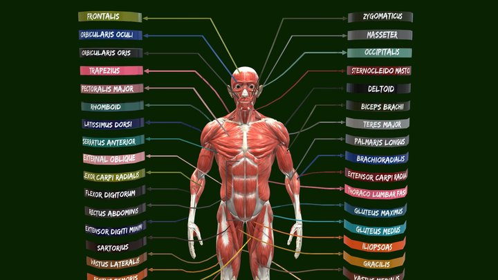 Muscle system in human body - Muscular system 3D Model