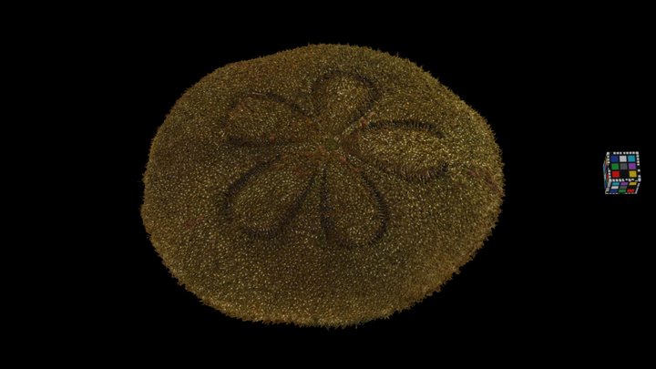 CC0 タコノマクラ Cake Urchin, Clypeaster japonicus - Download Free 