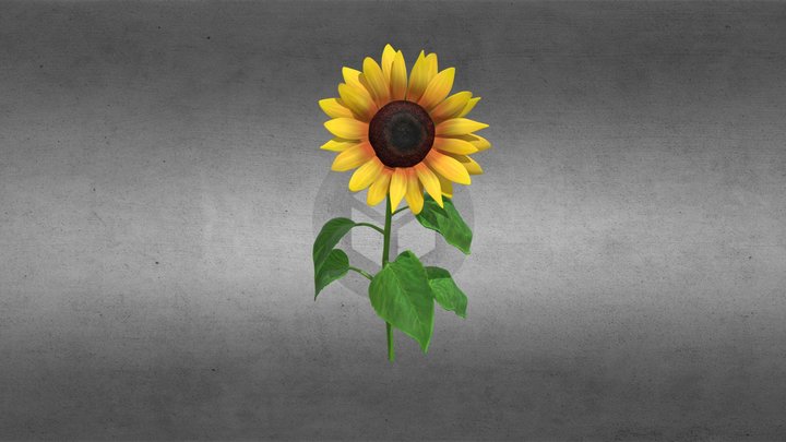 Sunflower 3D Model