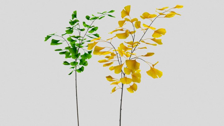 Ginkgo_yellow&green 3D Model