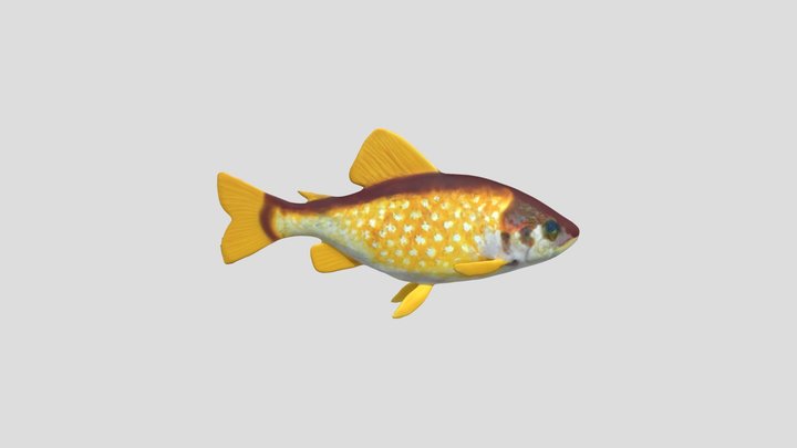 Fish 3D Model