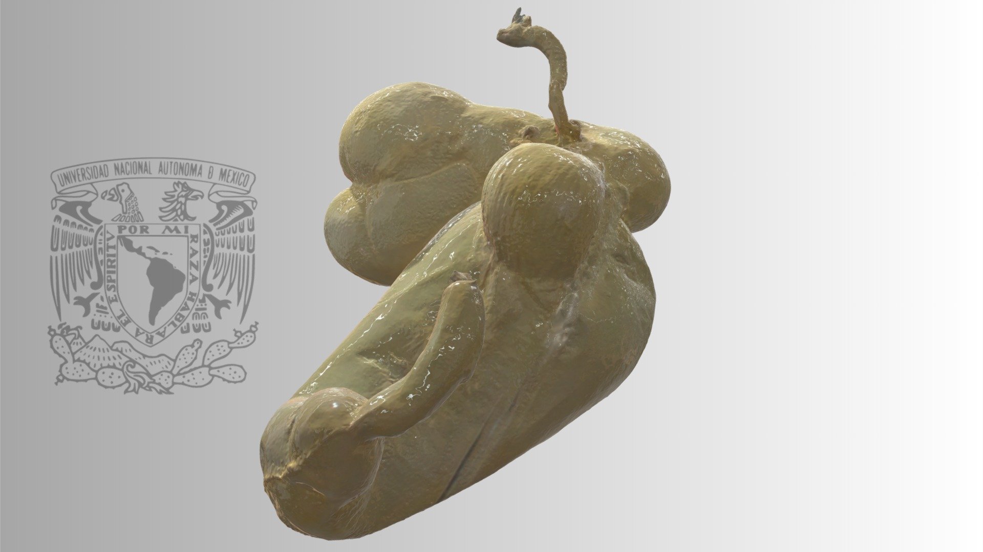 Sheep inmature rumen - 3D model by Diego Mauricio Vera Rdz ...