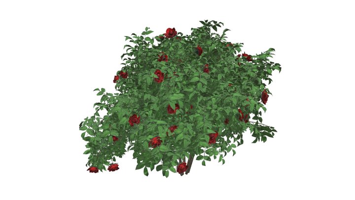 Red Rose Bush #03 3D Model