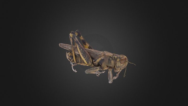 Grasshopper