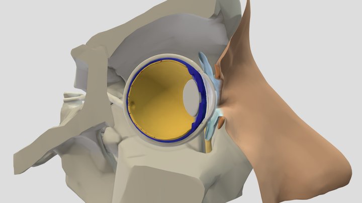 Anatomy-of-the-eye-excl-chambers-vitreous-body 3D Model