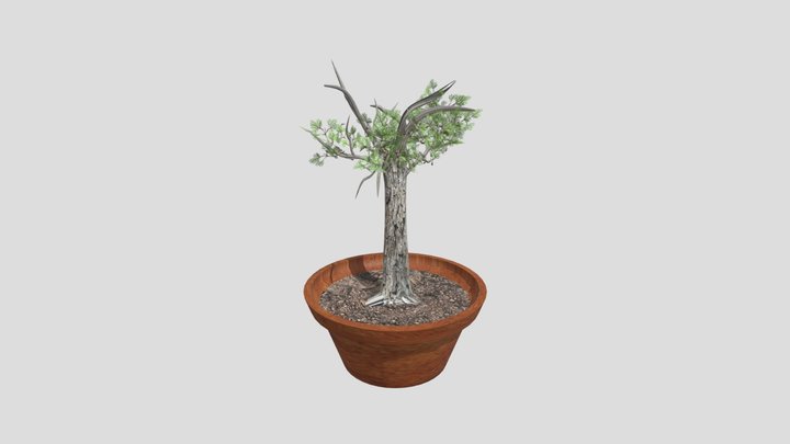 pecan tree in pot 3D Model
