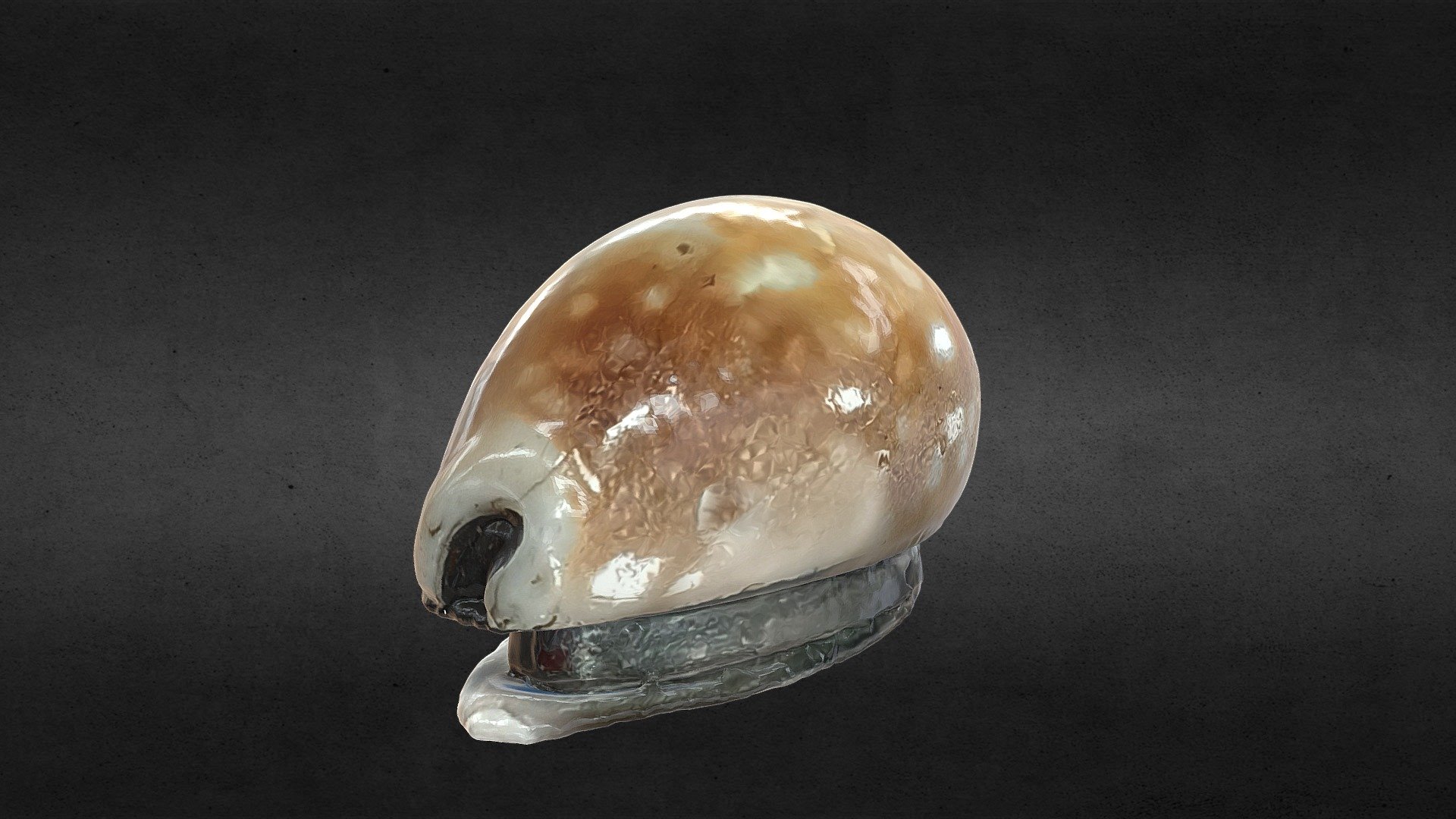 Snuff Box - Download Free 3D model by The Hunt Museum (@TheHuntMuseum ...