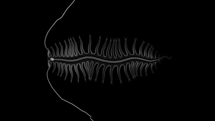 Tomopteris2 – Modello 3D gratuito STL