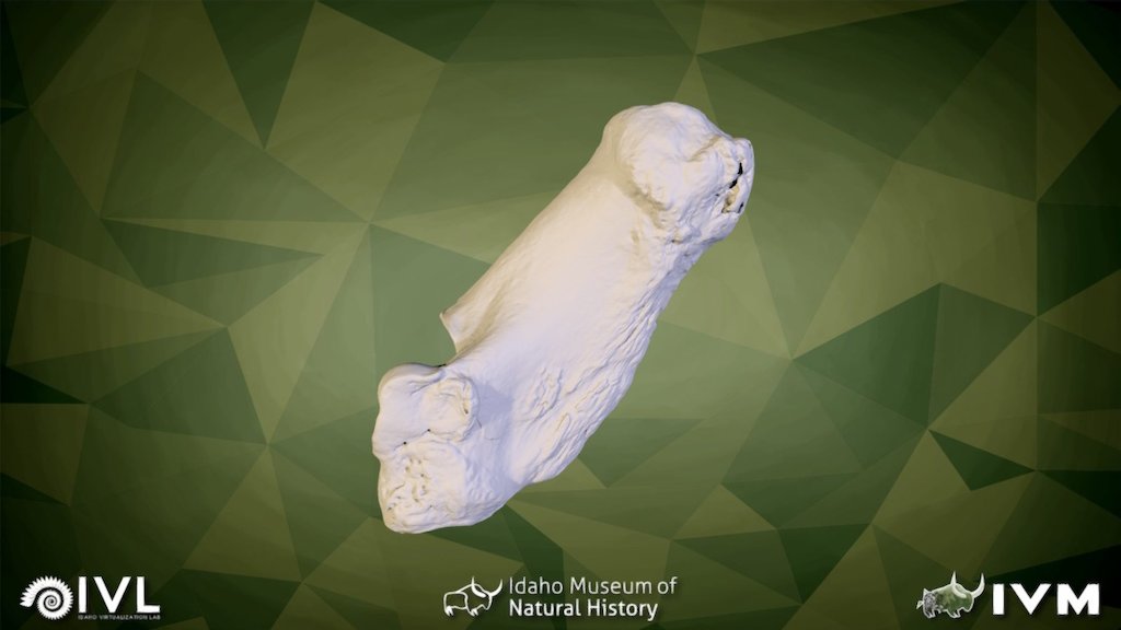 IMNH 75002 27-Calcaneum Left
