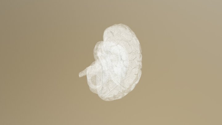 testBrain 3D Model