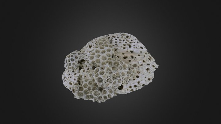 Bivalve: Mercenaria mercenaria (PRI 70595) – Modelo 3D gratuito STL
